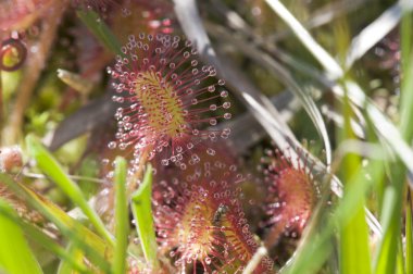 Round-leaved sundew clipart