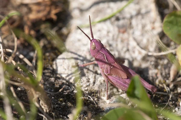 Pink grasshopper — Stock Photo, Image
