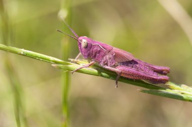 Pink grasshopper clipart