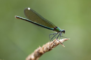 şeritli telli - calopteryx çiçeği