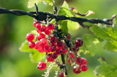 Frenk üzümü - ribes