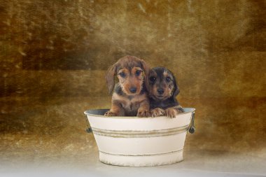 Dachshund puppis clipart