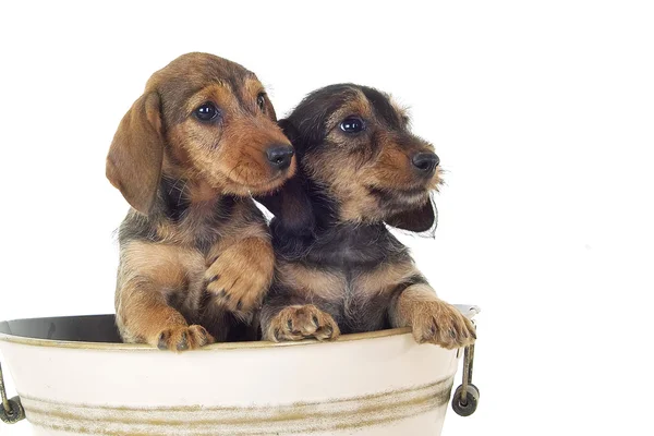 Puppis de Dachshund — Foto de Stock