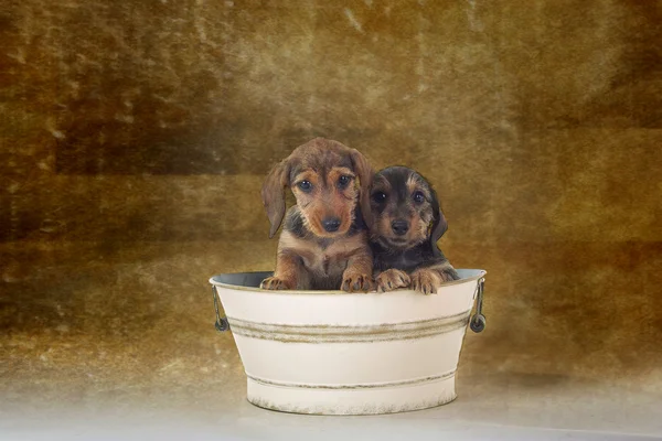 Dachshund puppis — Stock Photo, Image