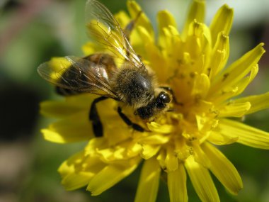 Bee on the flower clipart