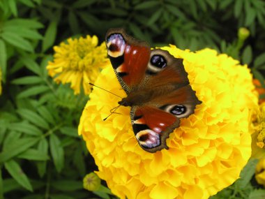 Peacock butterfly clipart