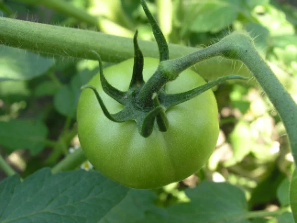 stock image Fresh green tomato