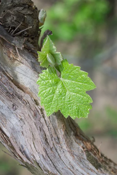 stock image Young grapes in wineyards