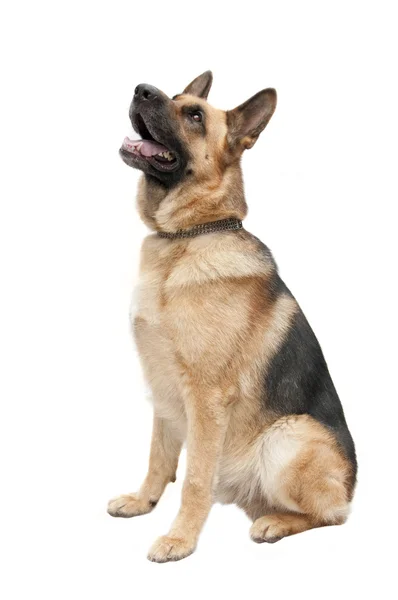 Německé shepard pes — Stock fotografie