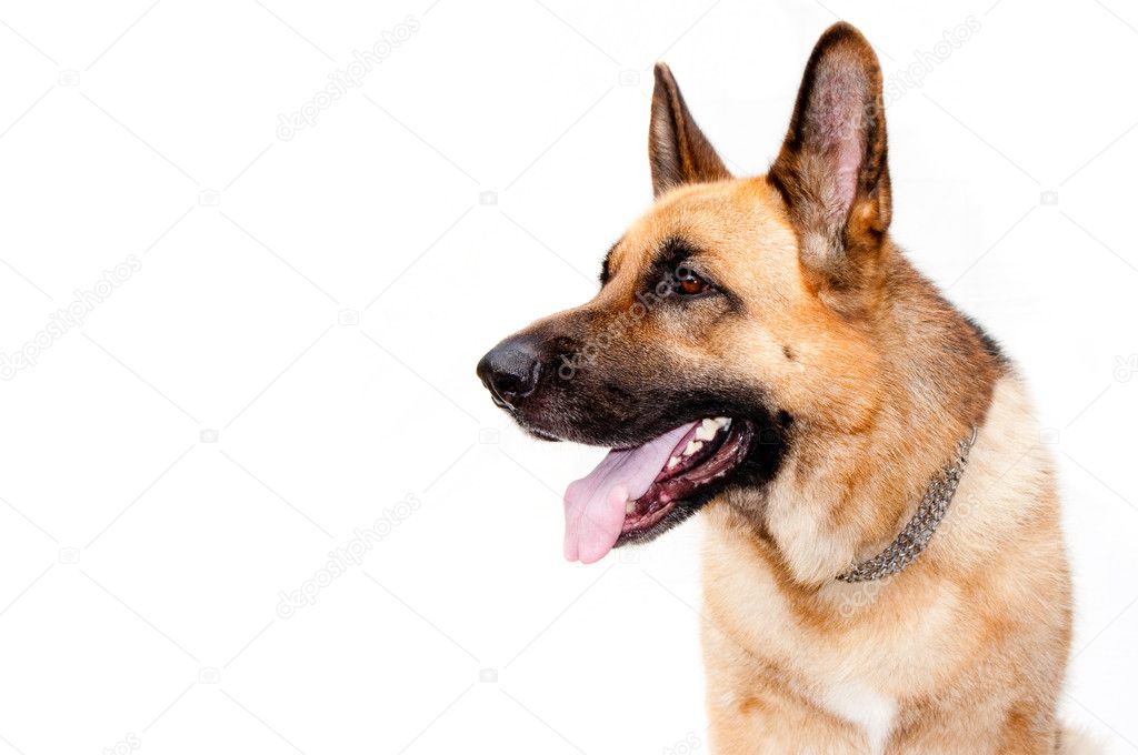 German shepard dog