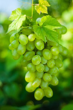 Green grapes clipart