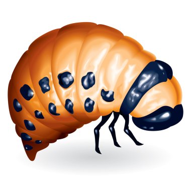 Beetle larvae clipart