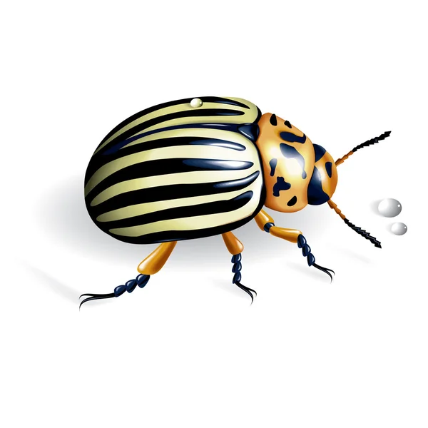Lo scarabeo del Colorado — Vettoriale Stock