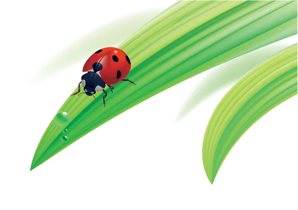 Ladybird on grass with water drops. — Stock Vector