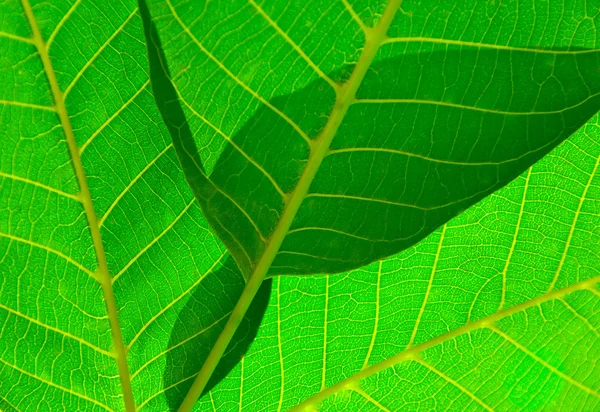 stock image Walnut leafs detail