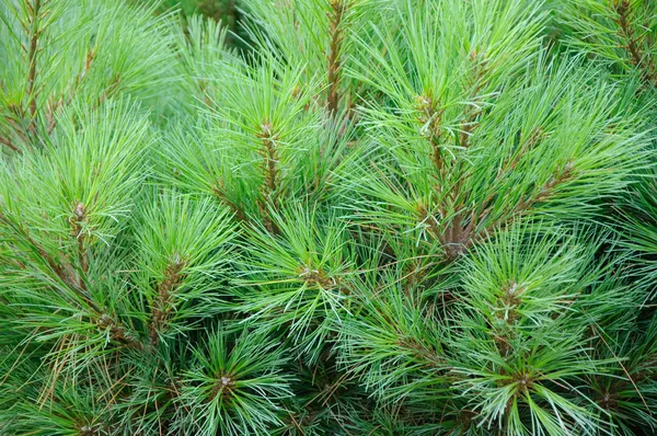 Ramos espinhosos brilhantemente verdes de uma árvore de pele ou pinheiro — Fotografia de Stock