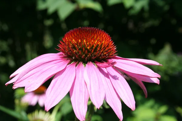 stock image Pink flower