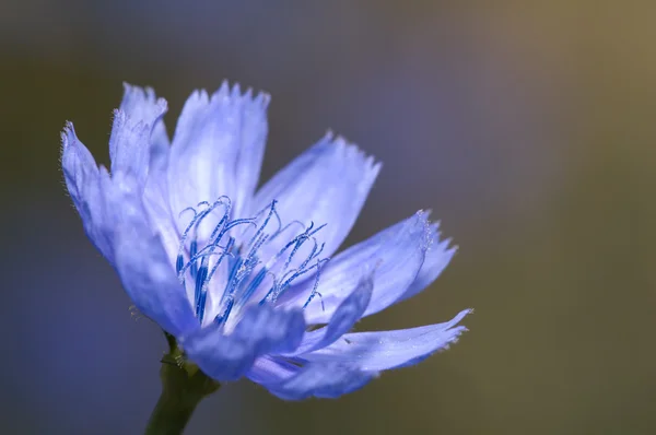 stock image Blue flower