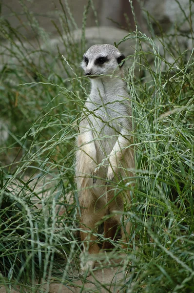 Meerkat in grass — Stock Photo, Image