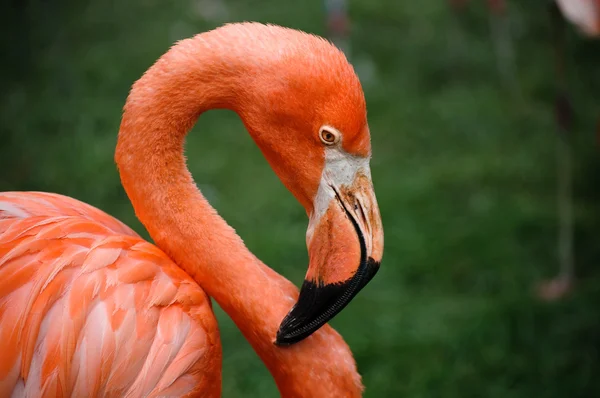 Kırmızı flamingo