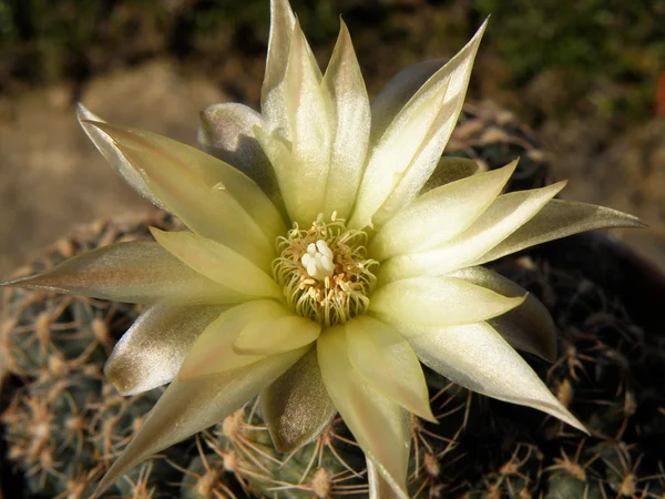 stock image Blooming cactus