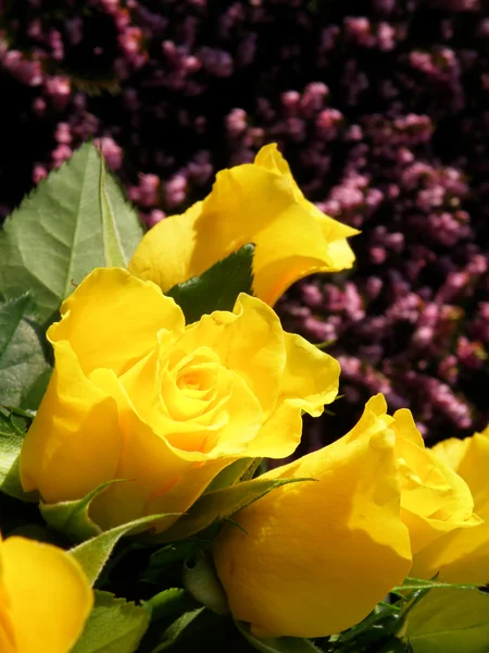 Roses jaunes — Photo