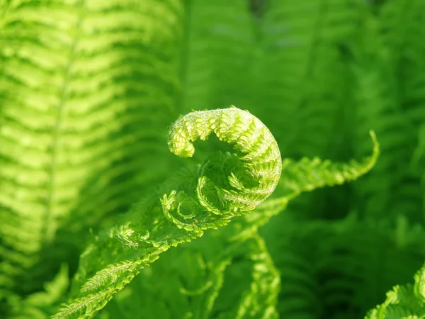 Detail of a fern — Stock Photo, Image