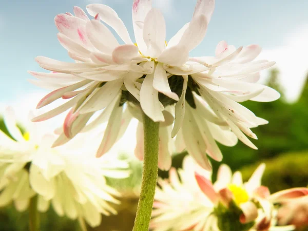 A daisy részlete — Stock Fotó