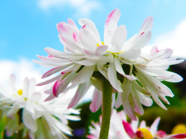 Detail van een daisy — Stockfoto