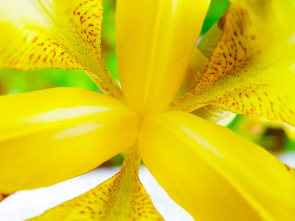 咲くアイリスの抽象的な細部 — ストック写真