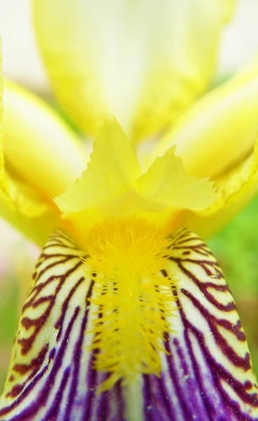 Abstract detail of blooming iris — Stock Photo, Image