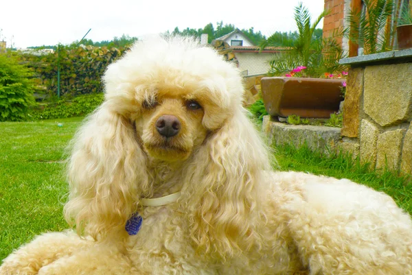 Güzel fino köpeği — Stok fotoğraf