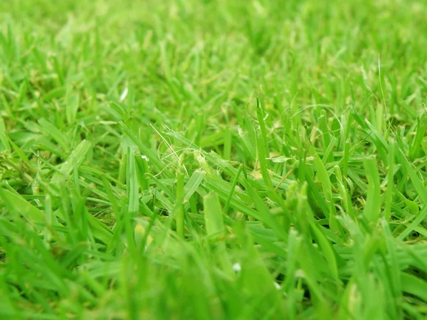 Зеленая трава - подробно — стоковое фото