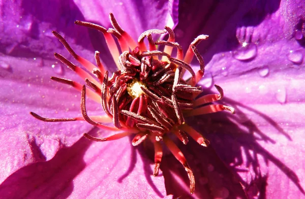 花の抽象的な細部 — ストック写真