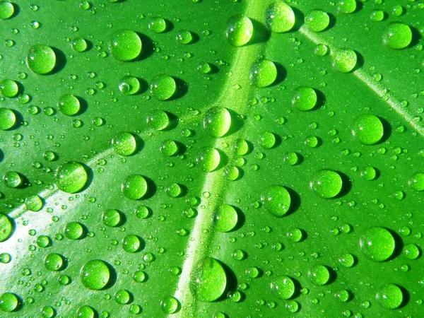 Vattendroppar på blad — Stockfoto