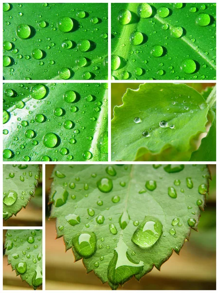 Vatten droppe collage — Stockfoto