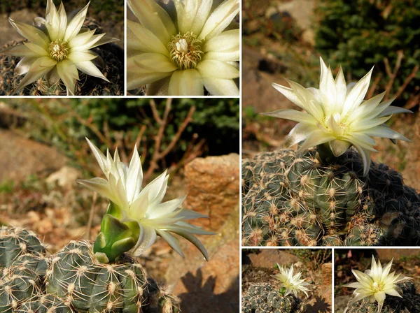 stock image Cactus collage