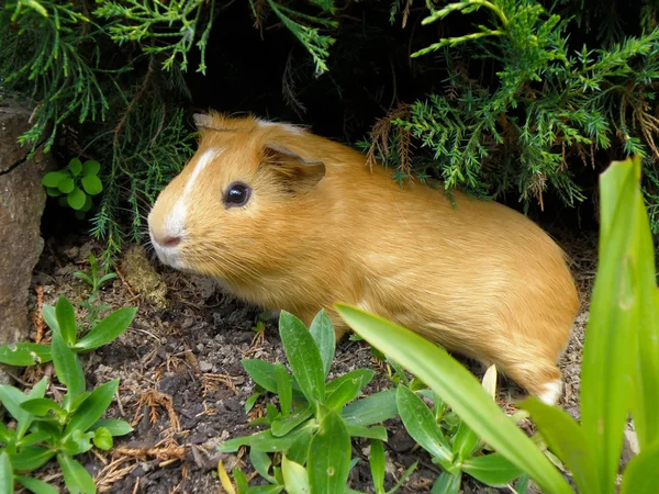 Cerdo de Guinea — Foto de Stock