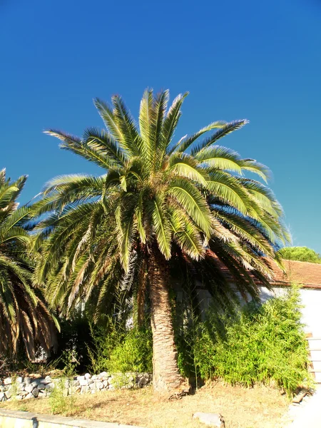 Detalhe da palma — Fotografia de Stock