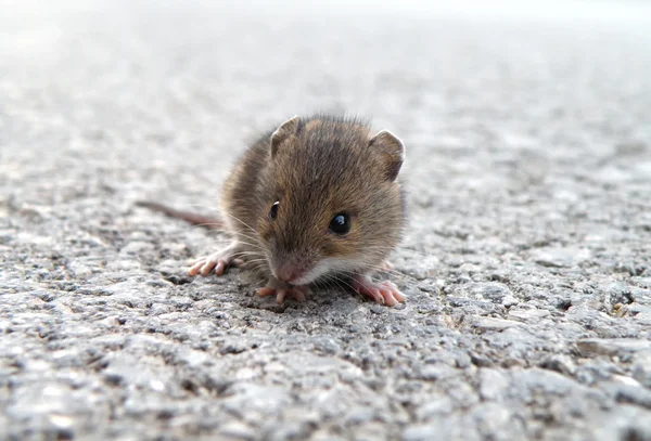 Pequeño ratón —  Fotos de Stock