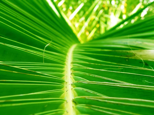Dettaglio palma — Foto Stock