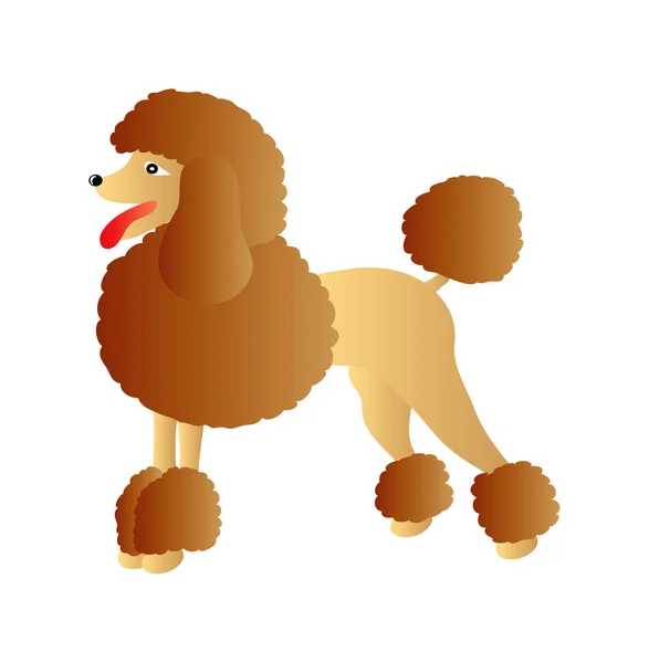 Brown poodle — Stock Photo, Image