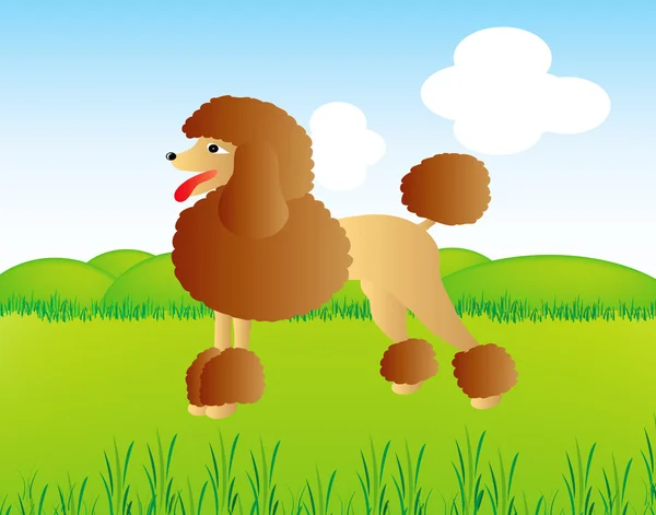 Poodle on field — Stock Photo, Image