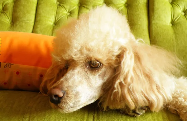 Poodle sitting on couch — Stock Photo, Image