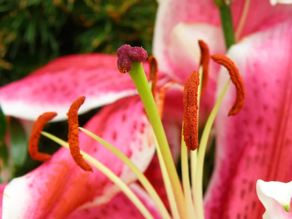 Detalhe de uma flor — Fotografia de Stock