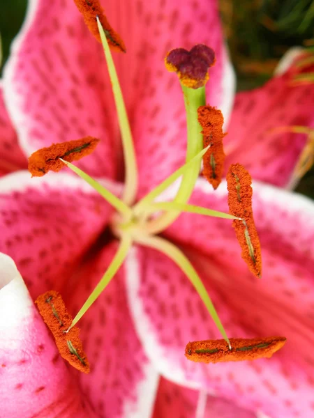 Detalle de una floración —  Fotos de Stock