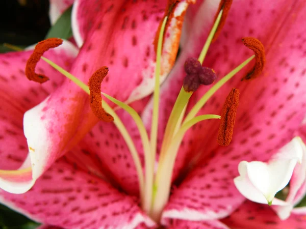 Detalhe de uma flor — Fotografia de Stock