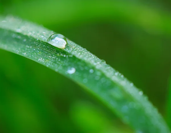 stock image Morning dew