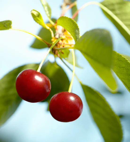 stock image Two Cherries on the Tree.