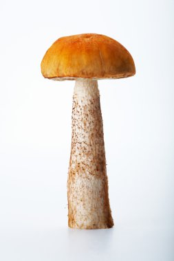Aspen Mushroom clipart